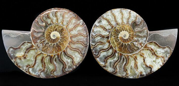 Cut/Polished Ammonite Pair - Agatized #47694